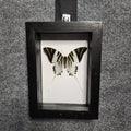 Giant swordtail butterfly