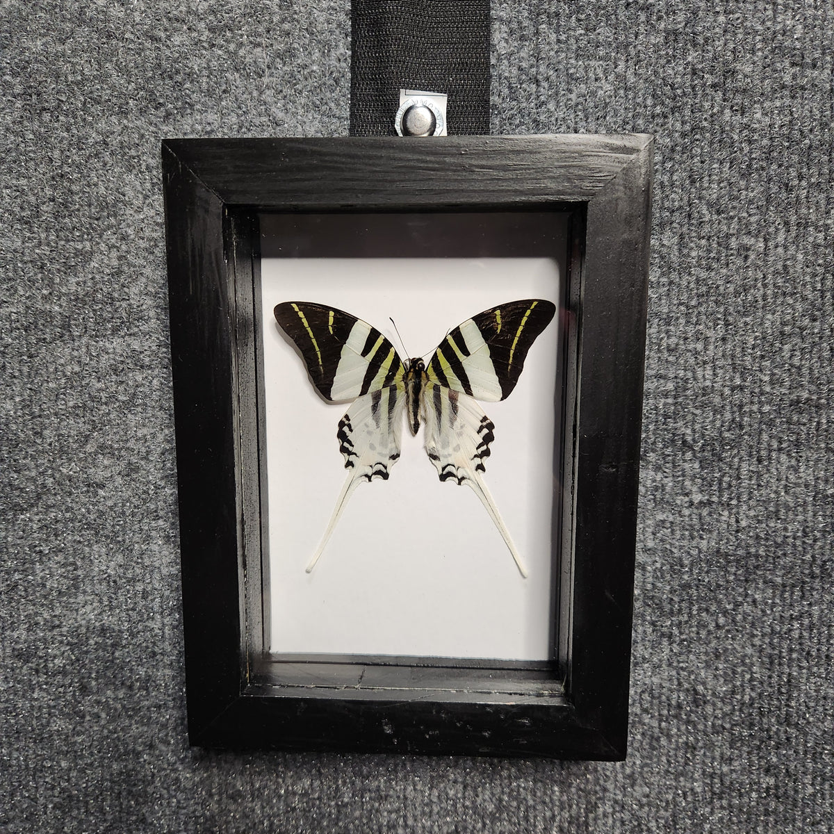 Giant swordtail butterfly