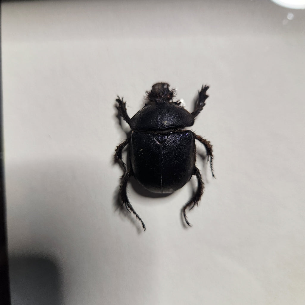 Purple dung beetle pair (male +female)