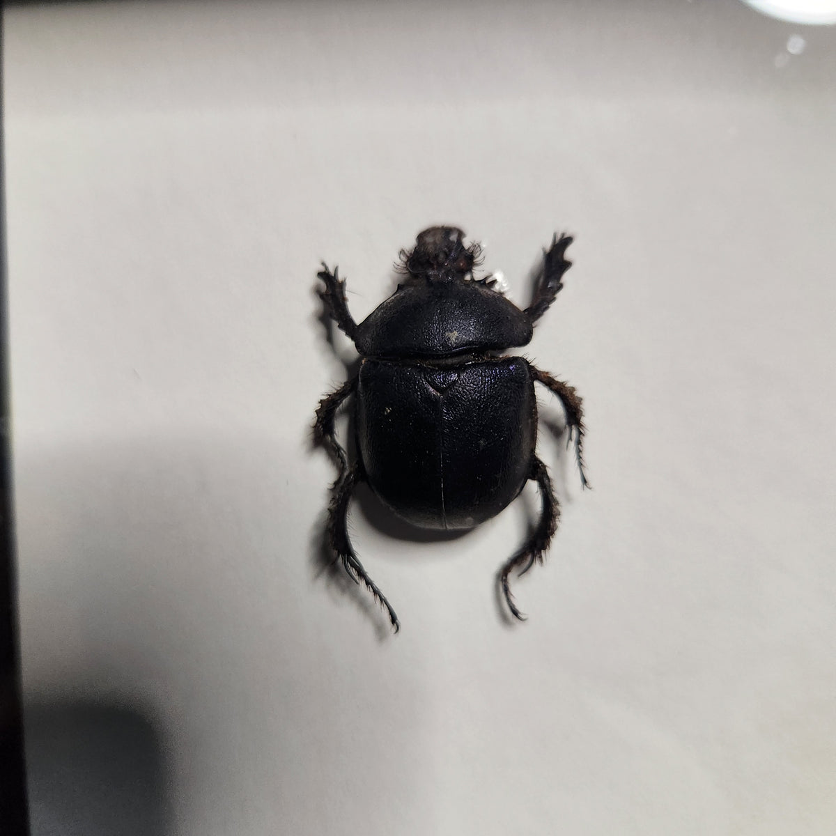 Purple dung beetle pair (male +female)