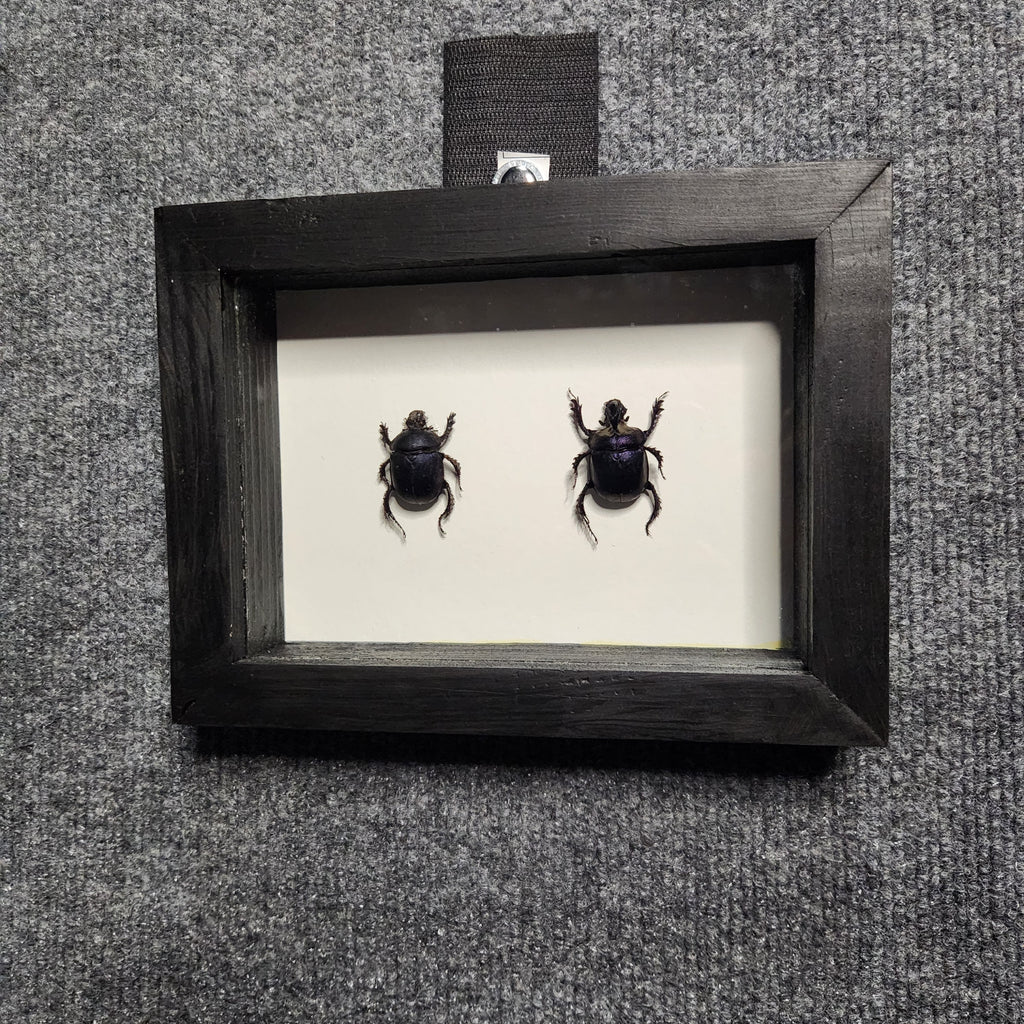 Purple dung beetle pair (male +female)