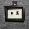 Purple dung beetle pair (male +female)