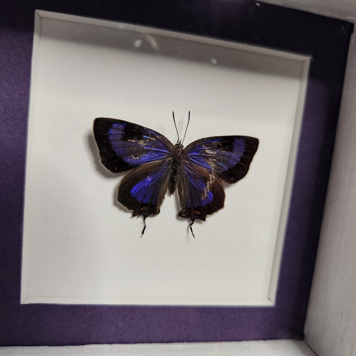 Rare Colorado Hairstreak Butterfly