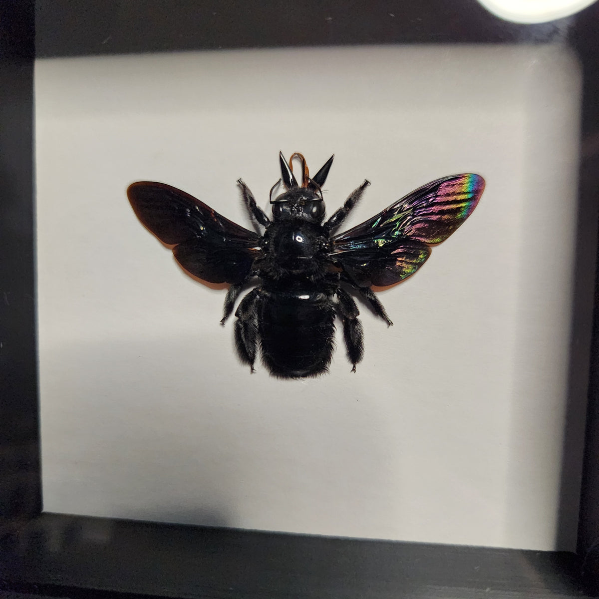 Black carpenter bee