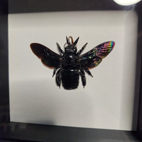Black carpenter bee
